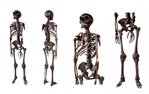 Prehistoric Human Remains Prints: Neanderthal skeleton C016 / 5666
