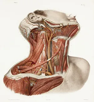Neck vascular anatomy, historical artwork Neck vascular anatomy, historical artwork