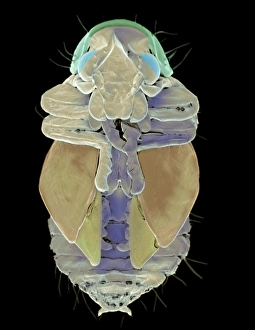 Necrobia beetle larva, SEM Necrobia beetle larva, SEM