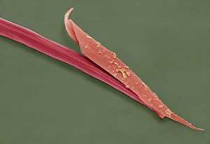 Prints of Nematode worm. Scanning electron micrograph of a juvenile Heterorhabditis bacteriophora nematode worm (centre) shedding its cuticle (outer coat, centre right) as it develops into an adult Images Dated 2008 April: SEM Print of a Juvenile Nematode Worm Shedding its Cuticle