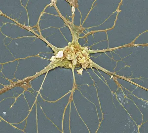 Images Dated 20th June 2003: Print of Nerve Cell, SEM