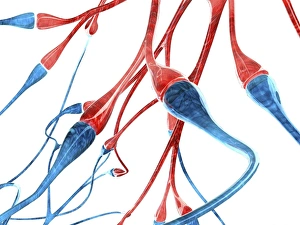 Central Nervous System Anatomy Prints: Nerve cell synapses, computer artwork