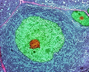 Nerve Cell Print, Coloured TEM Image