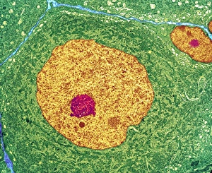 Prints of Nerve cell. Coloured transmission electron micrograph (TEM) of a nerve cell body in cross- section. The cell has a large nucleus (yellow) and inner nucleolus (red) Images Dated 2007 January: Nerve Cell Print - Coloured TEM Image