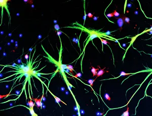 Mammalian Spinal Cord Immunofluorescent Light Micrograph Print