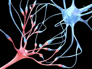 Nerve Cells Print: Computer Artwork of Two Neurons