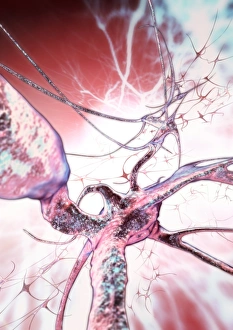 Nerve Cells Print