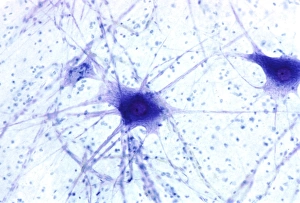 Human Body Biology Prints: Nerve cells, light micrograph