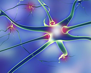 Neurology Images Prints: Nerve cells and synapses