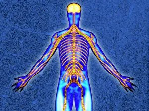 Human Body Prints: Human Nervous System Print: Computer artwork of the brain and spinal cord