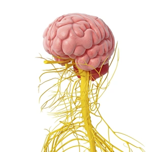 Brain Computer Artwork Prints: Nervous system of the head, artwork