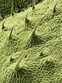 Images Dated 13th August 2009: Nettle leaf trichomes, SEM Print