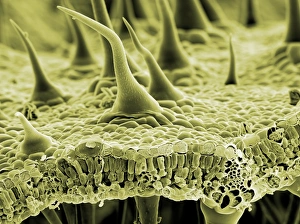 Images Dated 13th August 2009: Nettle Leaf Trichomes Print