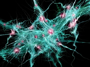 Neural Network Print