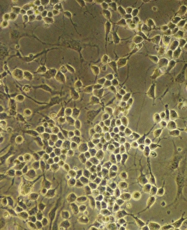 Nervous System Biology Prints: Neural stem cells