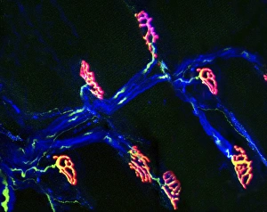 Human Nervous System Anatomy Prints: Neuromuscular synapse, light micrograph