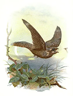 Nightjar, historical artwork Nightjar, historical artwork