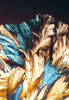 Polarised Light Microscopy Prints: NMDA crystals, light micrograph