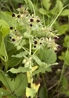 Wild Orchids Europe Prints: Nonea pulla