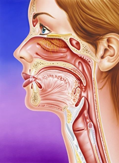 Nose, mouth and throat Nose, mouth and throat