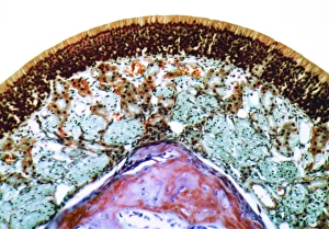 Nasal Mucosa Print, x300 Magnification