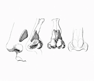 Respiratory System Artwork Prints: Noses