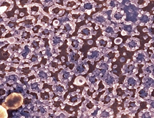 Prints of Nuclear pore complexes. Coloured scanning electron micrograph (SEM) of the surface of a cell nucleus showing the numerous nuclear pore complexes (NPCs, rings) in its envelope Images Dated 2009 March: Nuclear Pore Complexes Print, SEM