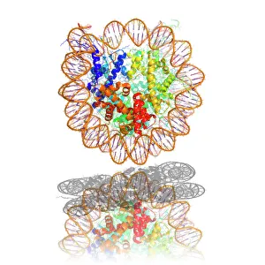 DNA Prints: Nucleosome molecule Print, computer model