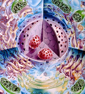 Nucleus & other organelles of typical animal cell Nucleus & other organelles of typical animal cell