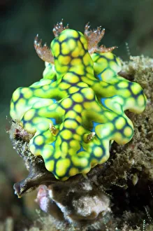 Nudibranch Print