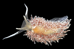 Nudibranch Print