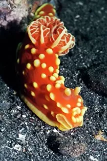 Gill Collection: Nudibranch