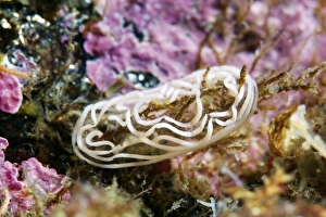 External Gills Marine Life Prints: Nudibranch eggs