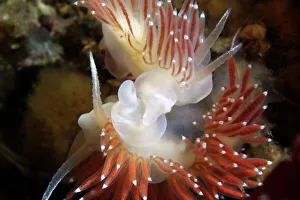 Nudibranchs (Flabellina verrucosa) mating Print