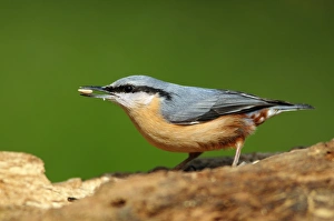 Dorset Wildlife Prints: Nuthatch