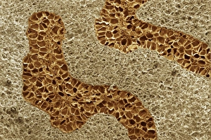 Myristica Fragrans Prints: Nutmeg, SEM