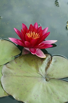 Water Lily Photos Prints: Nymphaea Escarboucle