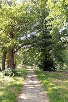 Oak Tree Photography Prints: Oak forest