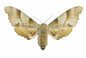 University Of Valencia Specimens Prints: Oak hawk moth C016 / 2192