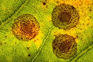 Images Dated 12th July 2011: Oak spangle gall print