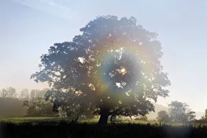 British Woodland Scenes Prints: Oak tree in mist