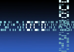 DNA autoradiogram Print of OCD sequence