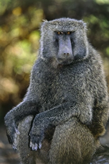 Papio Anubis Prints: Olive baboon