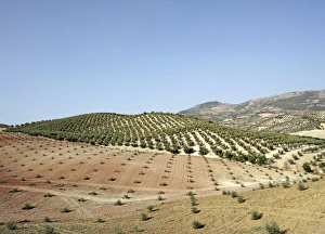 Andalucia Landscape Prints: Olive groves