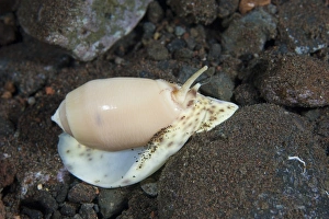 Indonesian Ocean Creatures Prints: Olive shell snail