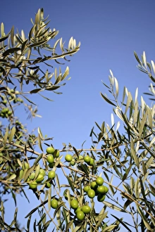 Olive Tree Prints: Olives