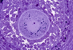 Images Dated 27th March 2013: Oocyte Print: High-magnification image of an oocyte within a follicle