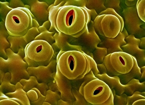 Guard Cells Function Prints: Open stomata, SEM