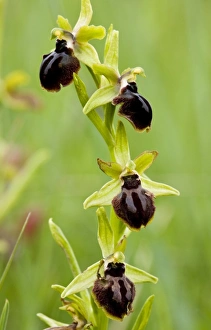 Early Spider Orchid Prints: Ophrys sphegodes