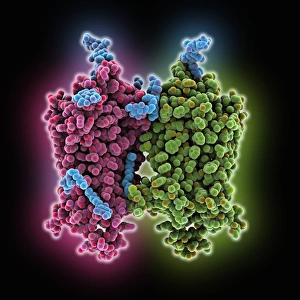 Nerve Impulse Transmission Prints: Opsin molecule C016 / 0723